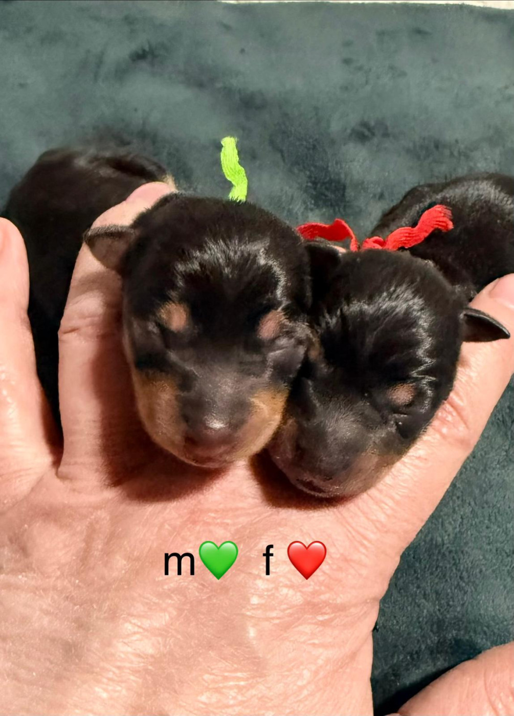 Chiot N°2 - English Toy Terrier