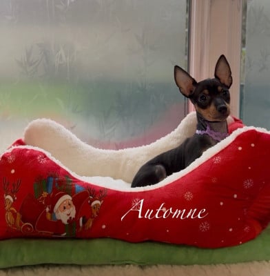 Les chiots de English Toy Terrier