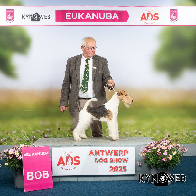 Étalon Fox Terrier Poil Dur - Travella Signature