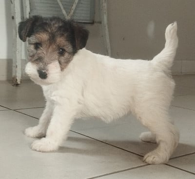 Fox Terrier Poil Dur