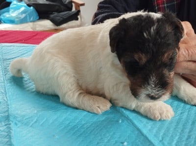 Les chiots de Fox Terrier Poil Dur