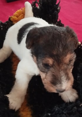 Les chiots de Fox Terrier Poil Dur