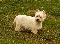 Étalon West Highland White Terrier - Julia Du mat des oyats