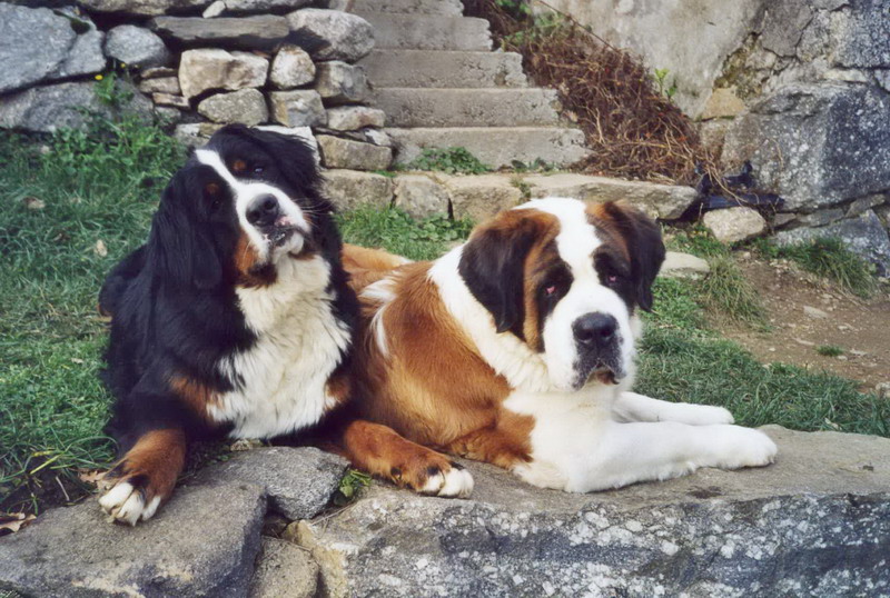 Photo Saint Bernard et Bouvier Bernois des Hauts de Saint Clair