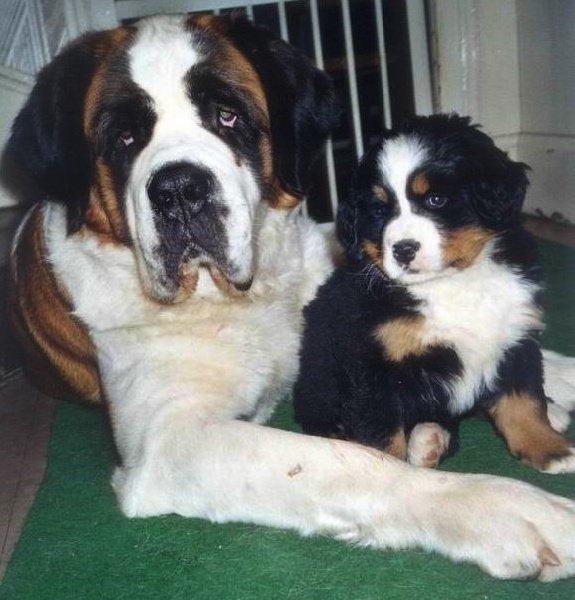 Photo Saint Bernard et Bouvier Bernois des Hauts de Saint Clair