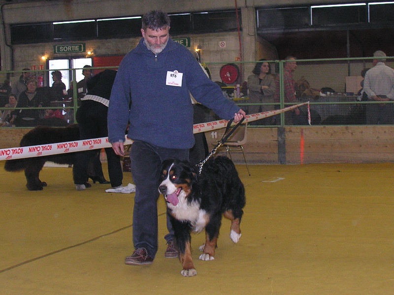 RUMBA de la Clairiere aux Cerfs - EXCELLENT