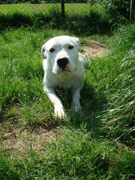 Argentine Del Sol y de las Estrellas