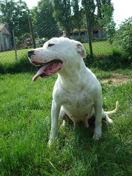 Argentine Del Sol y de las Estrellas