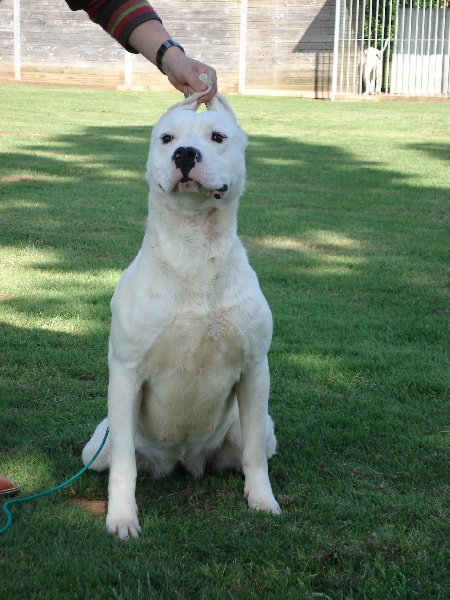 Argentine Del Sol y de las Estrellas