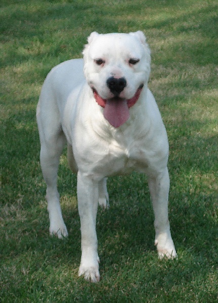 Argentine Del Sol y de las Estrellas