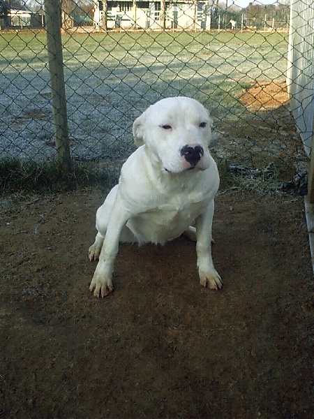 Argentine Del Sol y de las Estrellas
