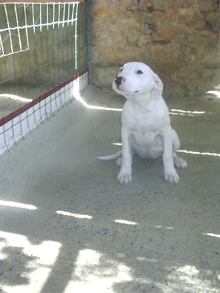 Argentine Del Sol y de las Estrellas