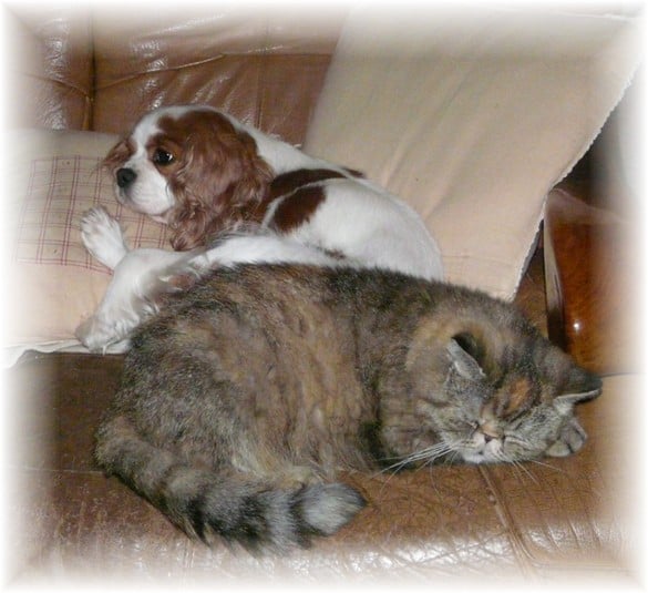 Publication : Du domaine des sylves