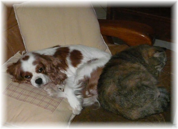 Publication : Du domaine des sylves