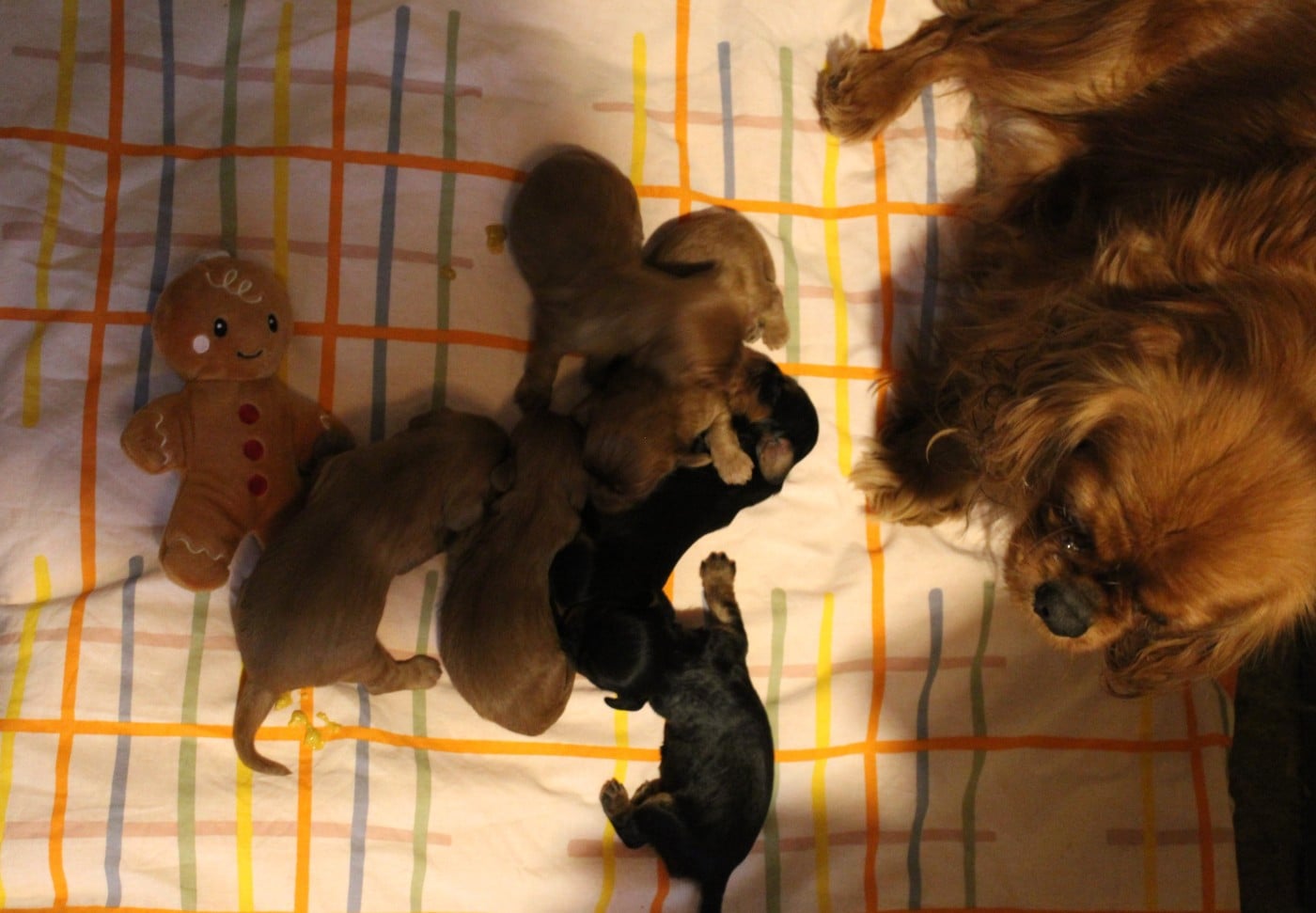 CHIOT 3 - Cavalier King Charles Spaniel