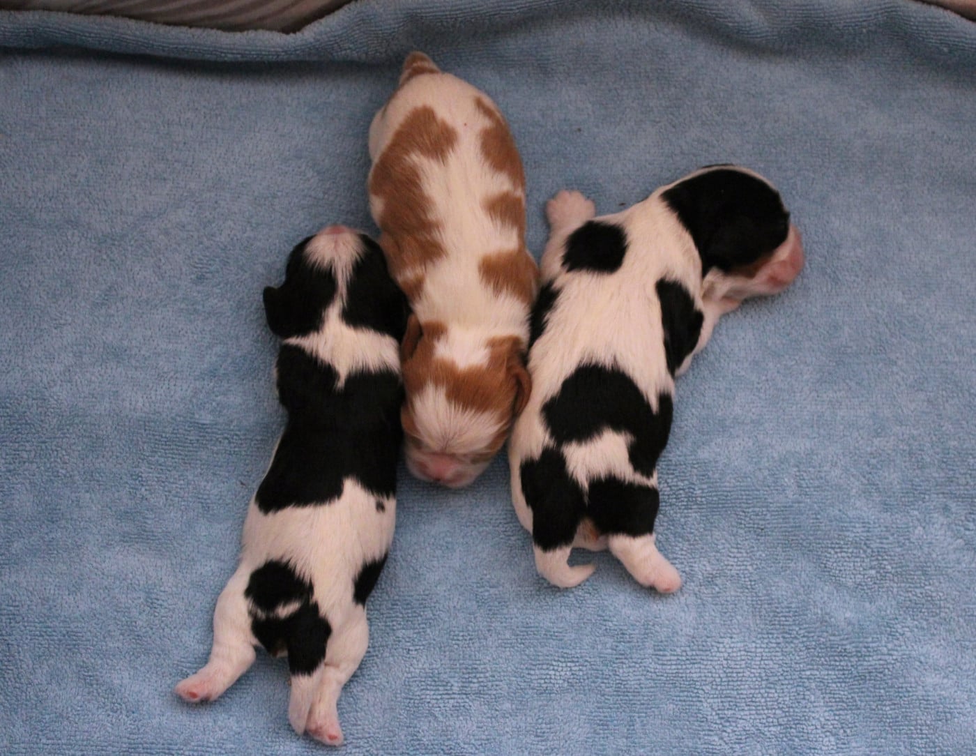 Chiot N°2 - Cavalier King Charles Spaniel