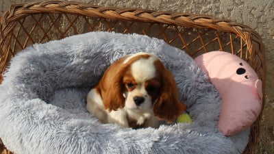 Les chiots de Cavalier King Charles Spaniel