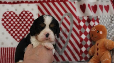 Les chiots de Cavalier King Charles Spaniel