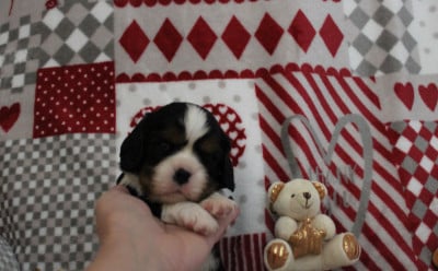 Les chiots de Cavalier King Charles Spaniel