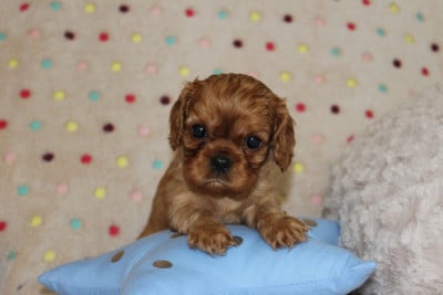Les chiots de Cavalier King Charles Spaniel