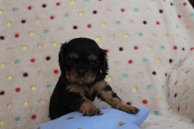 Les chiots de Cavalier King Charles Spaniel