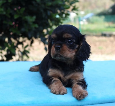 Les chiots de Cavalier King Charles Spaniel
