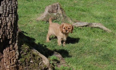 Les chiots de Cavalier King Charles Spaniel