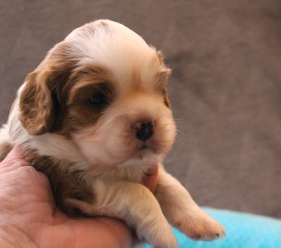 Les chiots de Cavalier King Charles Spaniel