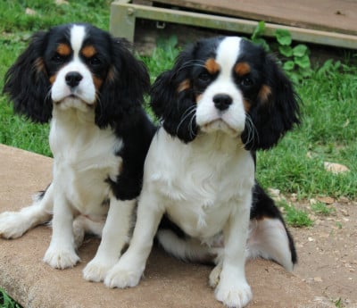 Les chiots de Cavalier King Charles Spaniel
