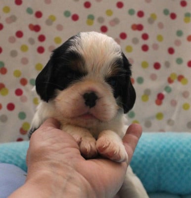 Les chiots de Cavalier King Charles Spaniel