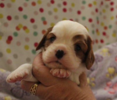 Les chiots de Cavalier King Charles Spaniel