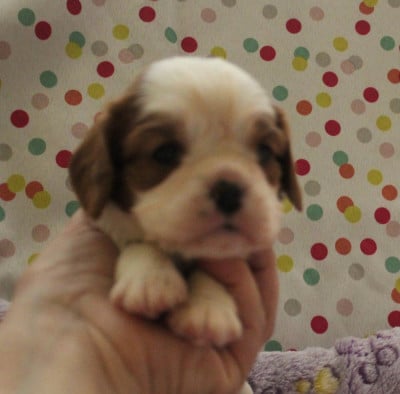Les chiots de Cavalier King Charles Spaniel