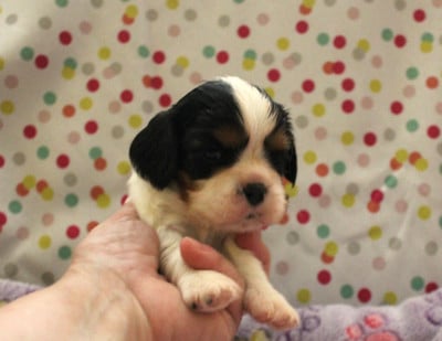 Les chiots de Cavalier King Charles Spaniel