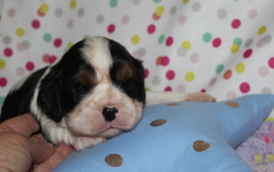 Les chiots de Cavalier King Charles Spaniel