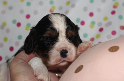 Les chiots de Cavalier King Charles Spaniel