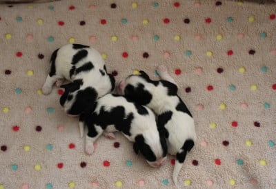 Les chiots de Cavalier King Charles Spaniel