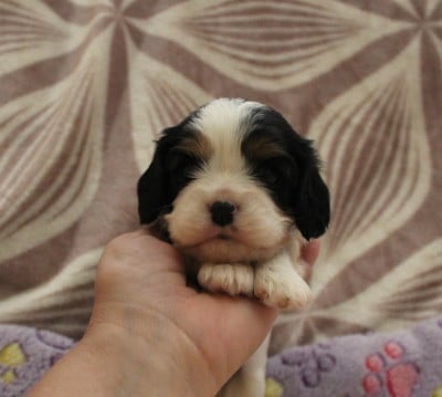 Les chiots de Cavalier King Charles Spaniel