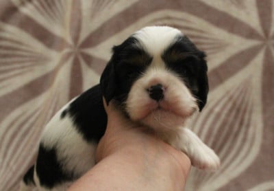 Les chiots de Cavalier King Charles Spaniel