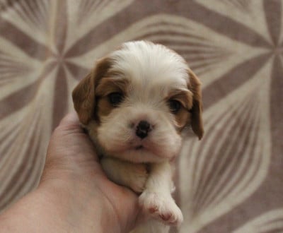 Les chiots de Cavalier King Charles Spaniel