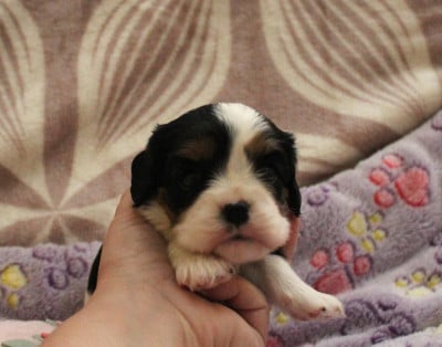 Les chiots de Cavalier King Charles Spaniel
