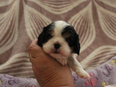 Les chiots de Cavalier King Charles Spaniel