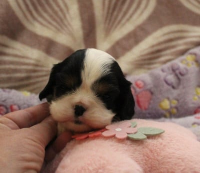 Les chiots de Cavalier King Charles Spaniel