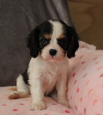 Les chiots de Cavalier King Charles Spaniel