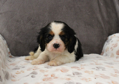 Les chiots de Cavalier King Charles Spaniel