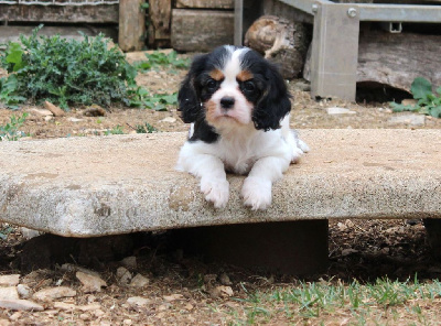 Les chiots de Cavalier King Charles Spaniel