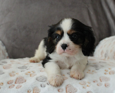 Les chiots de Cavalier King Charles Spaniel