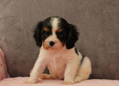 Les chiots de Cavalier King Charles Spaniel