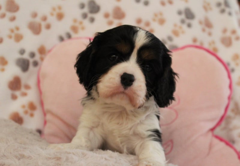 Cavalier King Charles Spaniel - Du domaine des sylves