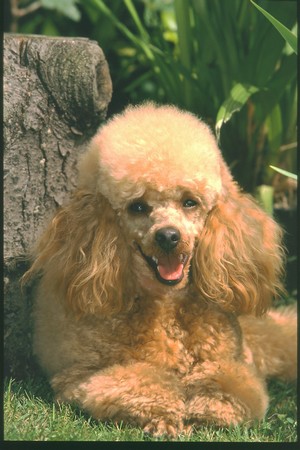 CH. Trubert my sweet lord