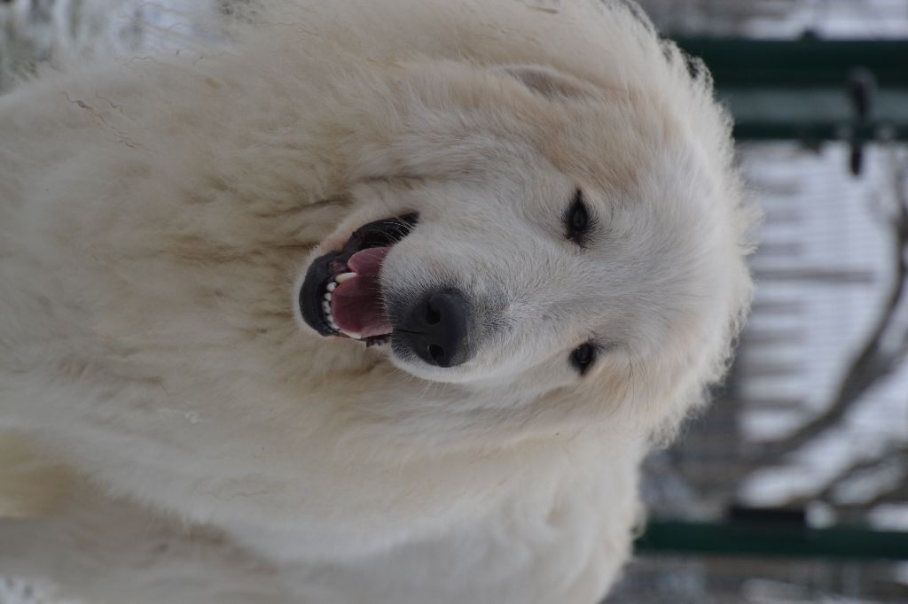 Publication : des Sentiers du Roi Auteur : Sophie Delchambre